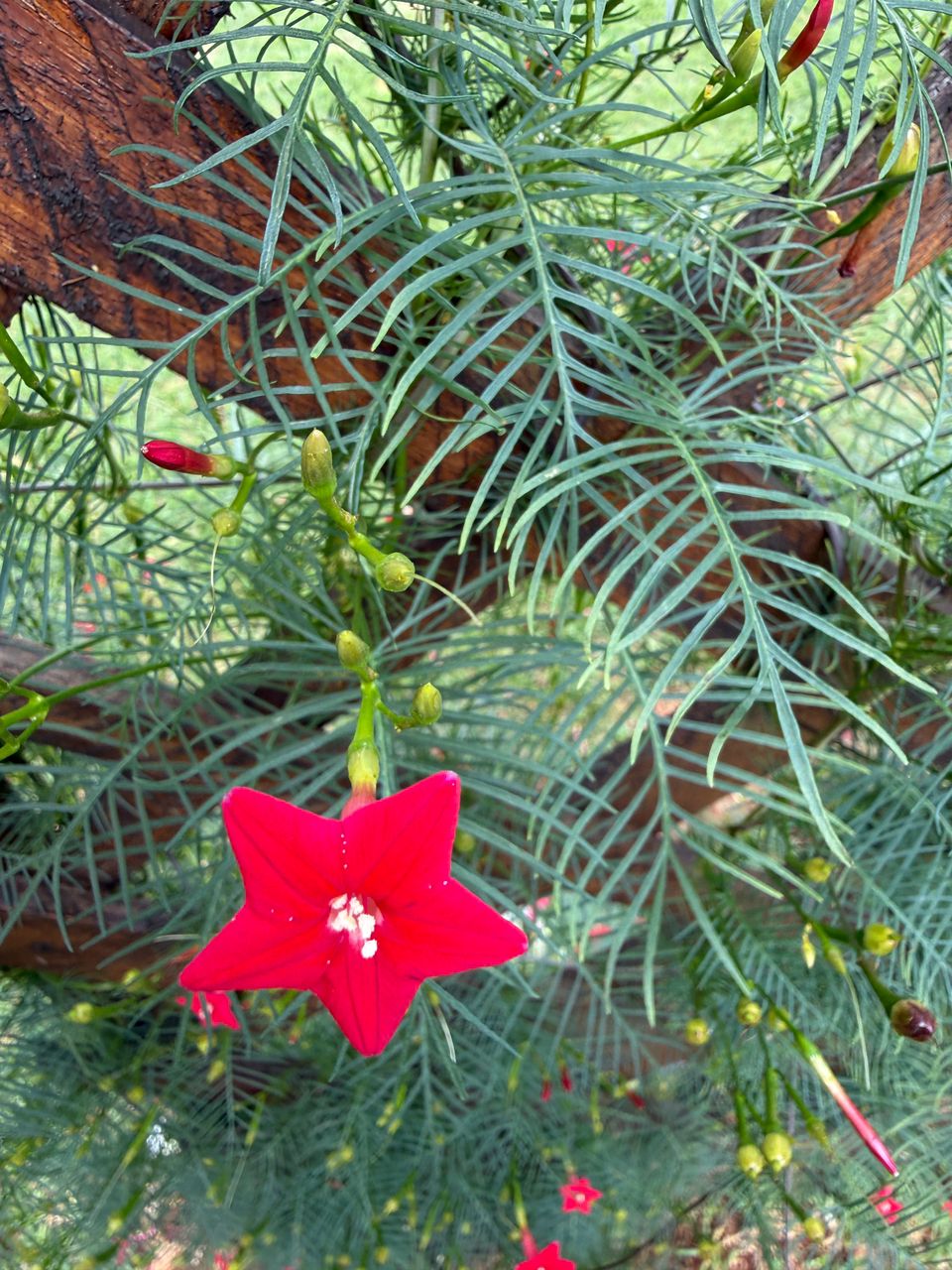 Ipomoea quamoclit Ipomoea quamoclit