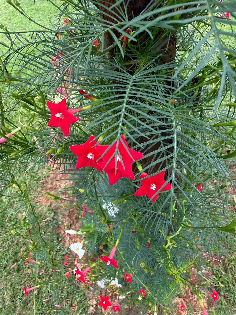Ipomoea quamoclit Ipomoea quamoclit