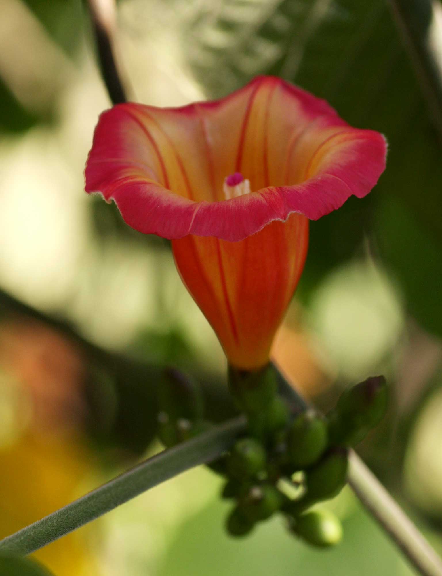 Stictocardia beraviensis