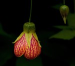 Abutilon × hybridum