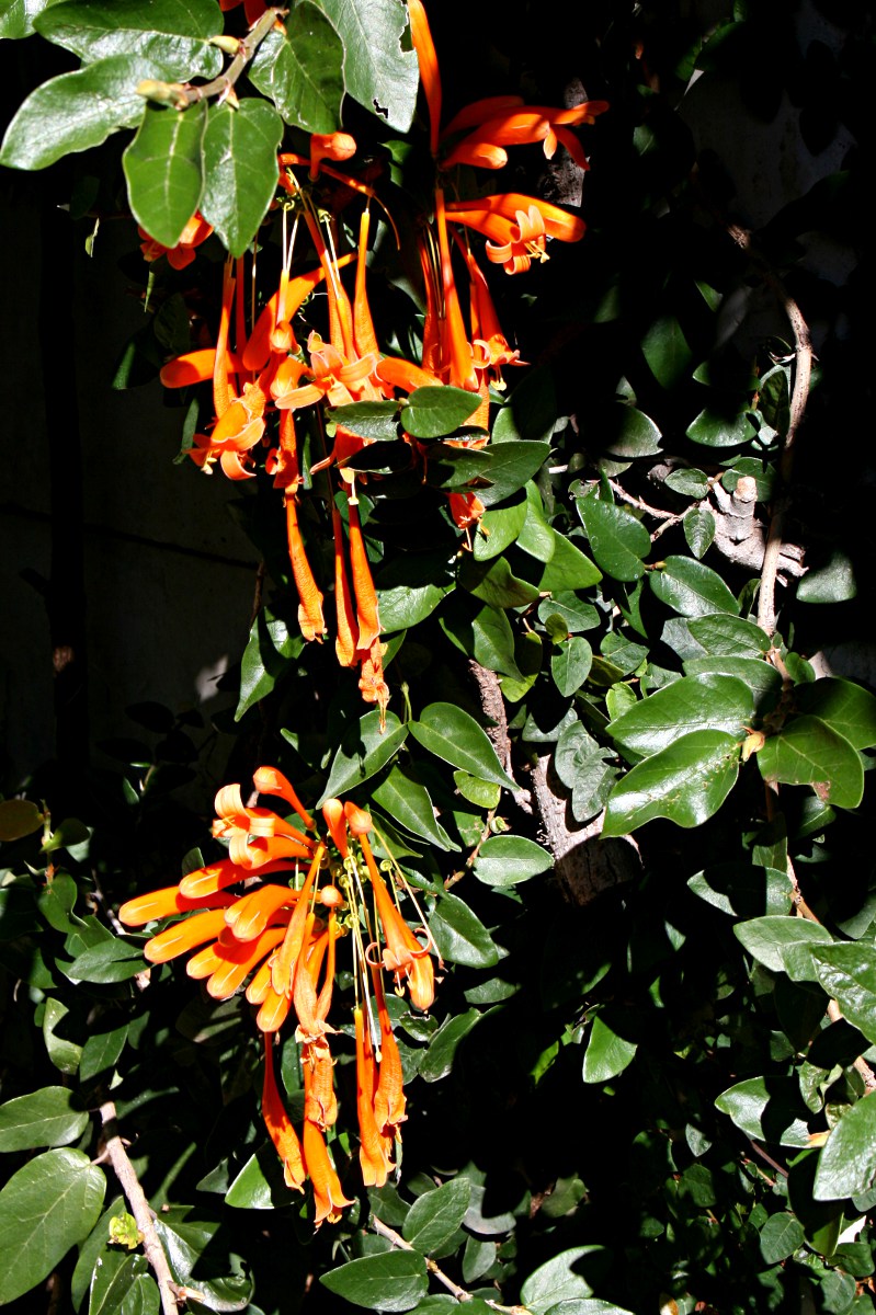 Pyrostegia venusta