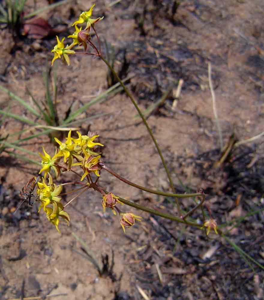 Asclepias aurea