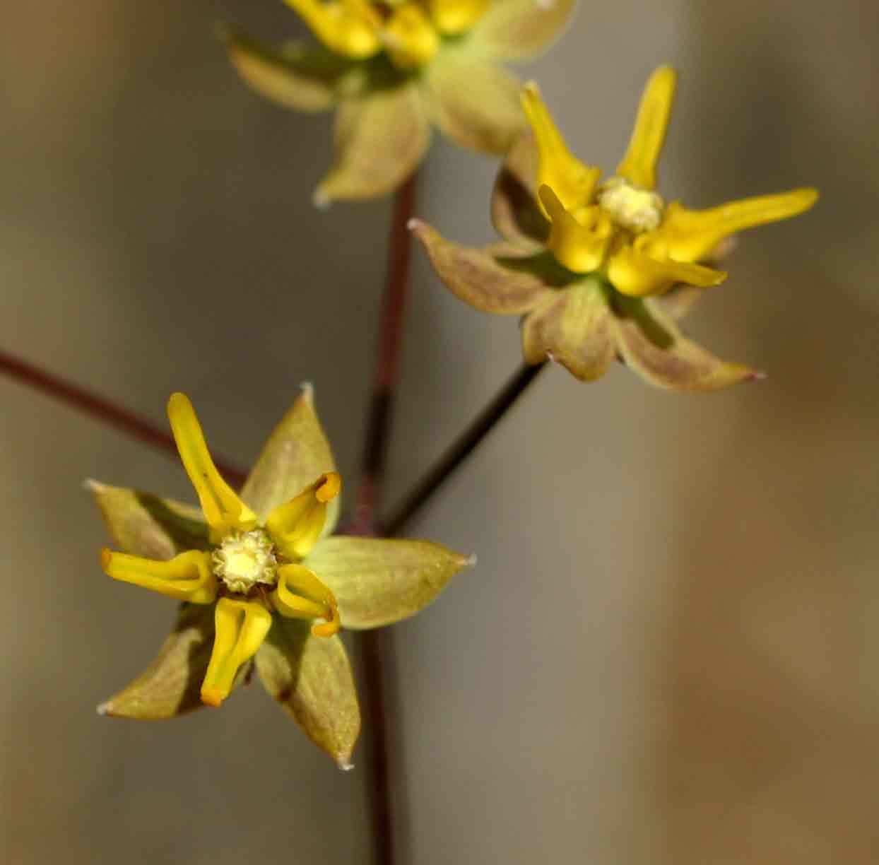 Asclepias aurea
