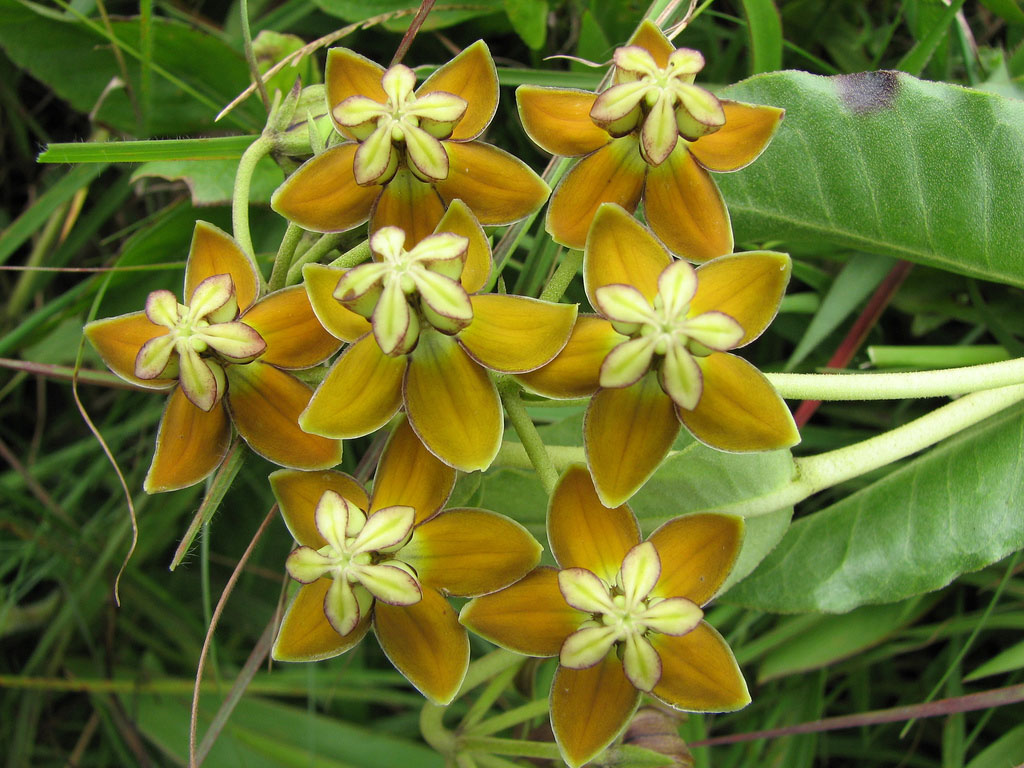 Asclepias fulva