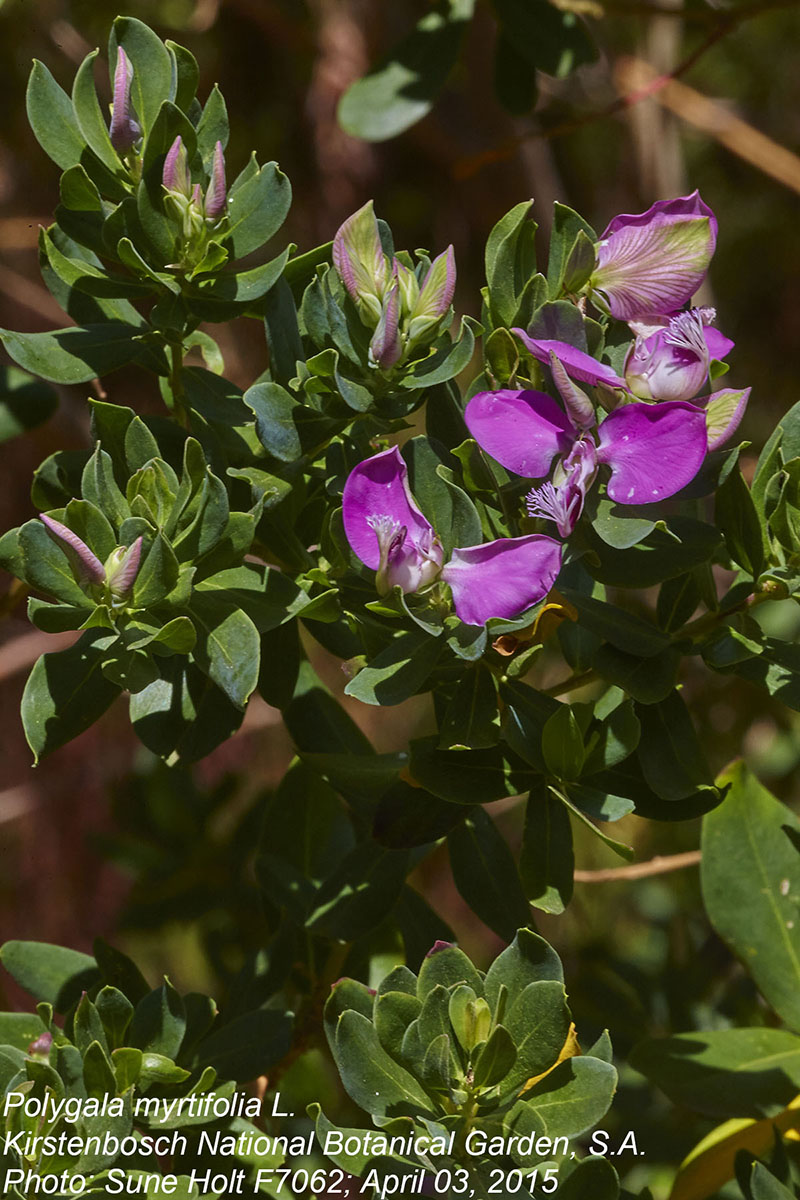 Polygala myrtifolia