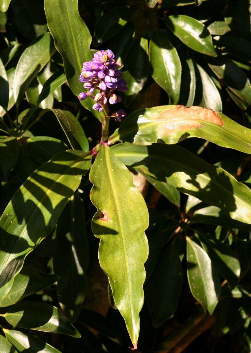 Dichorisandra thyrsiflora Dichorisandra thyrsiflora