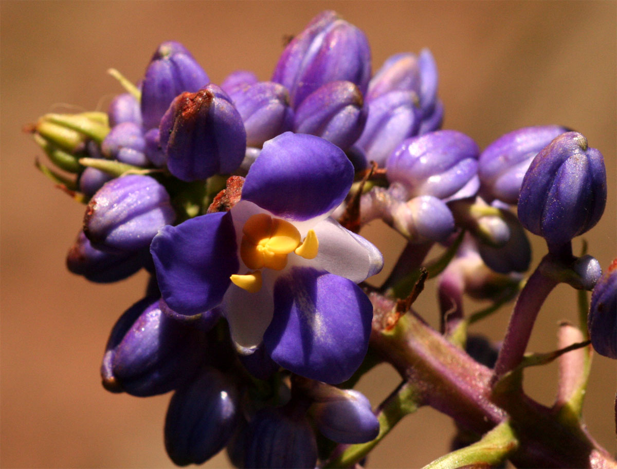 Dichorisandra thyrsiflora Dichorisandra thyrsiflora