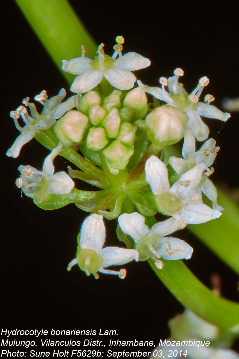 Hydrocotyle bonariensis