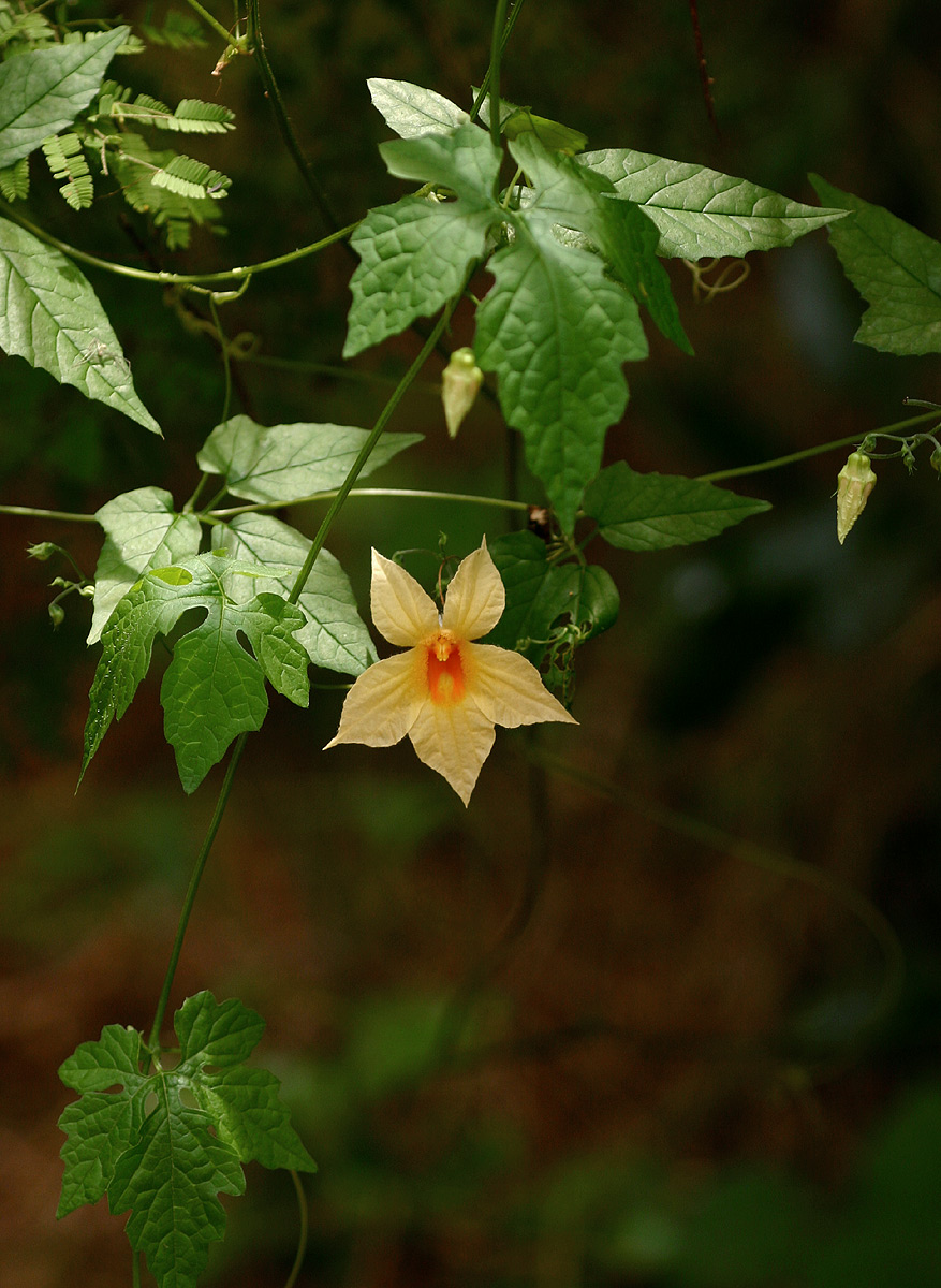 Momordica anigosantha