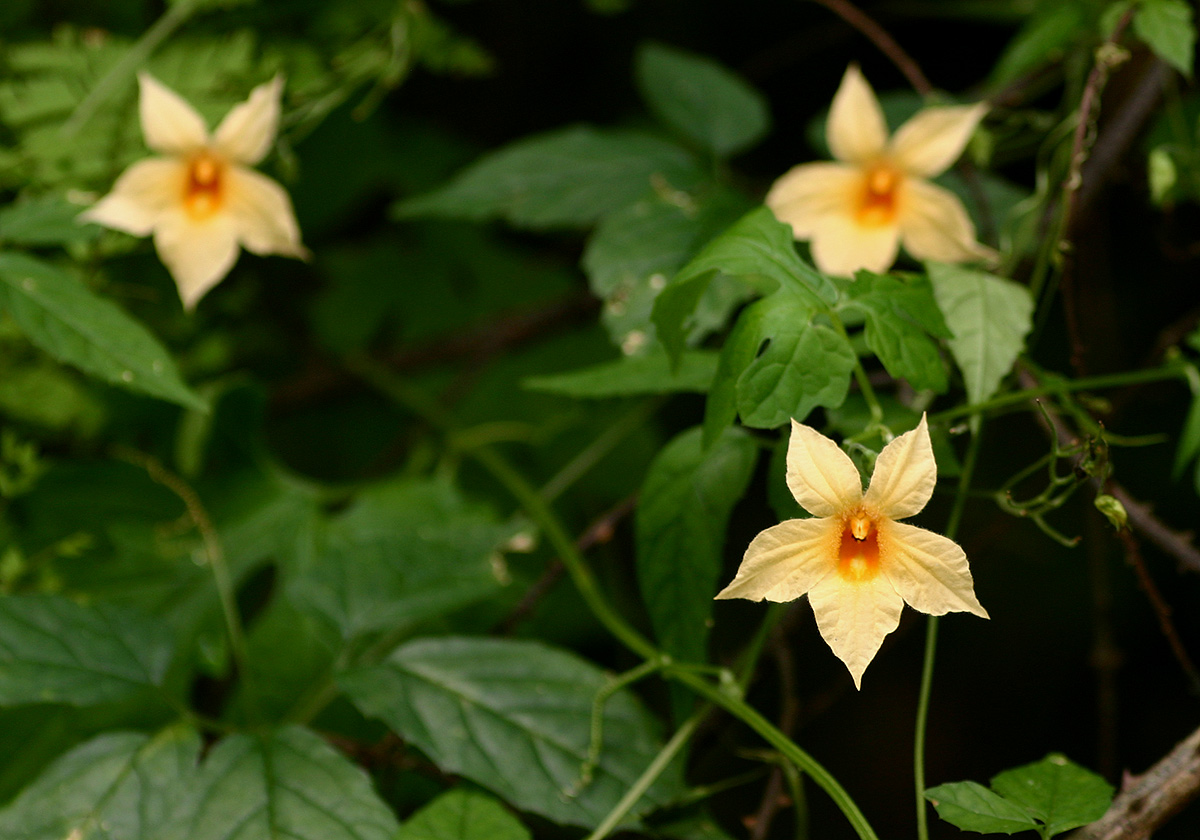 Momordica anigosantha Momordica anigosantha