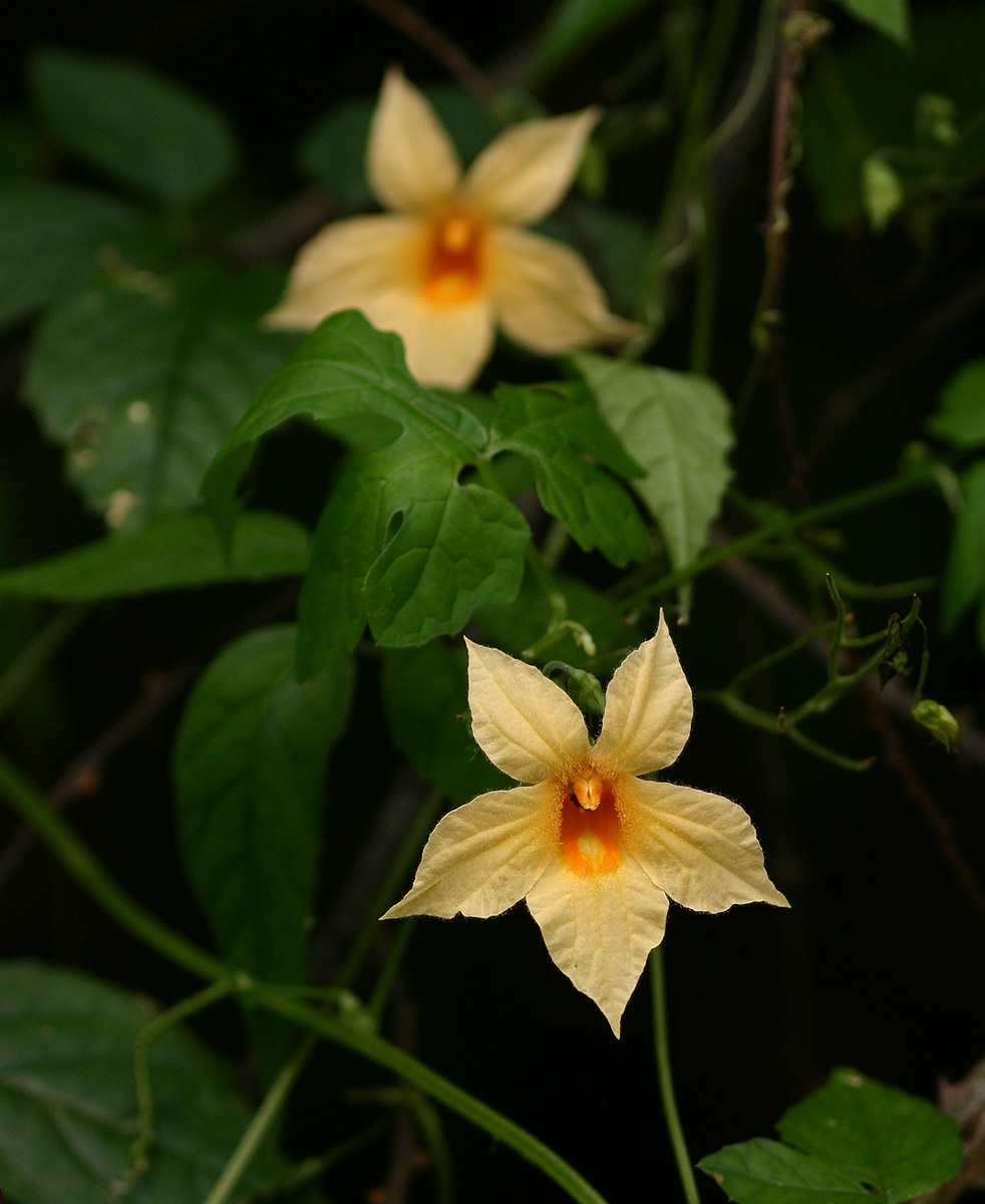 Momordica anigosantha