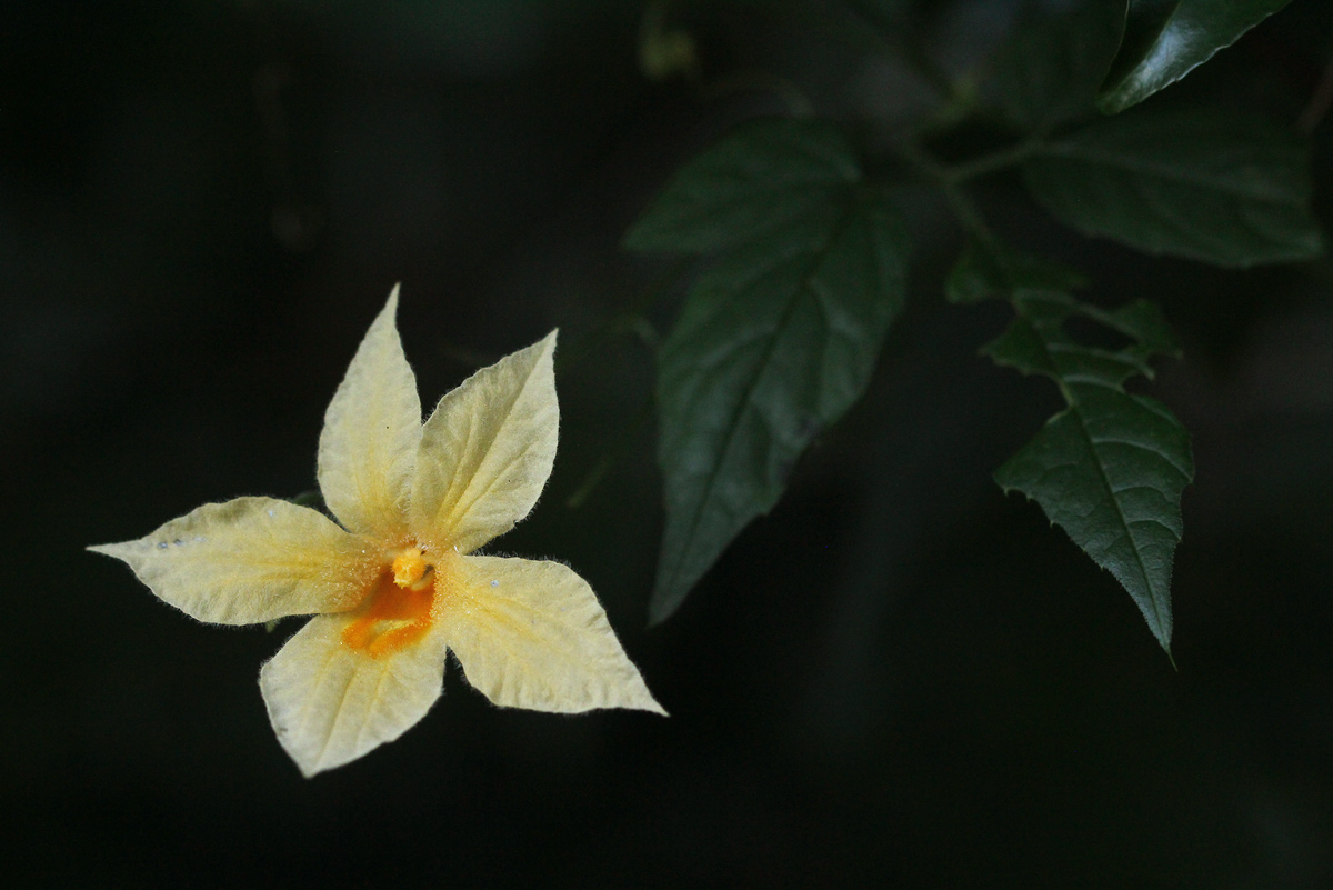 Momordica anigosantha