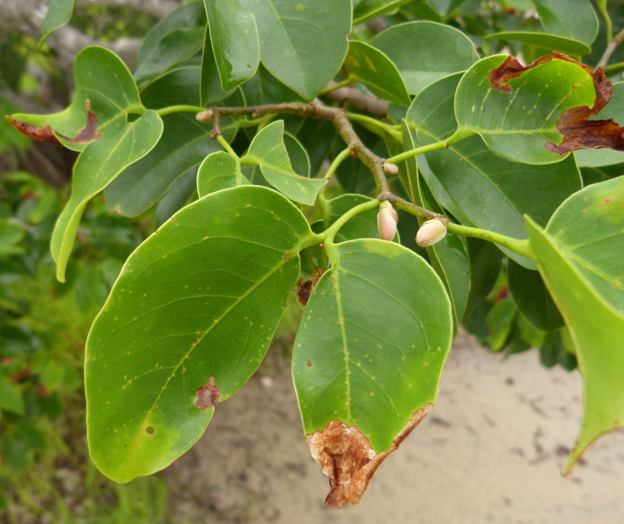 flora-of-mozambique-species-information-individual-images-hymenaea