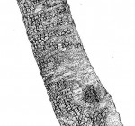 Julbernardia paniculata