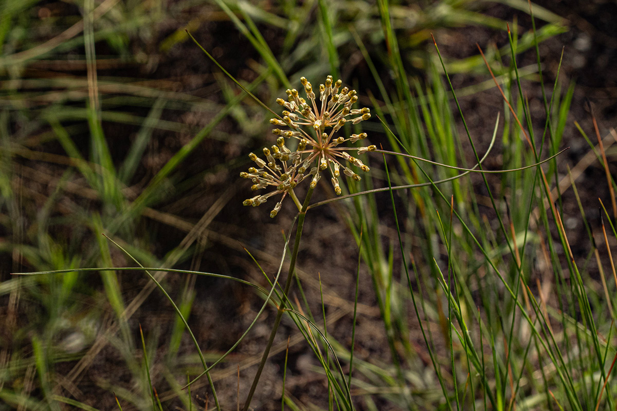 Xysmalobium holubii