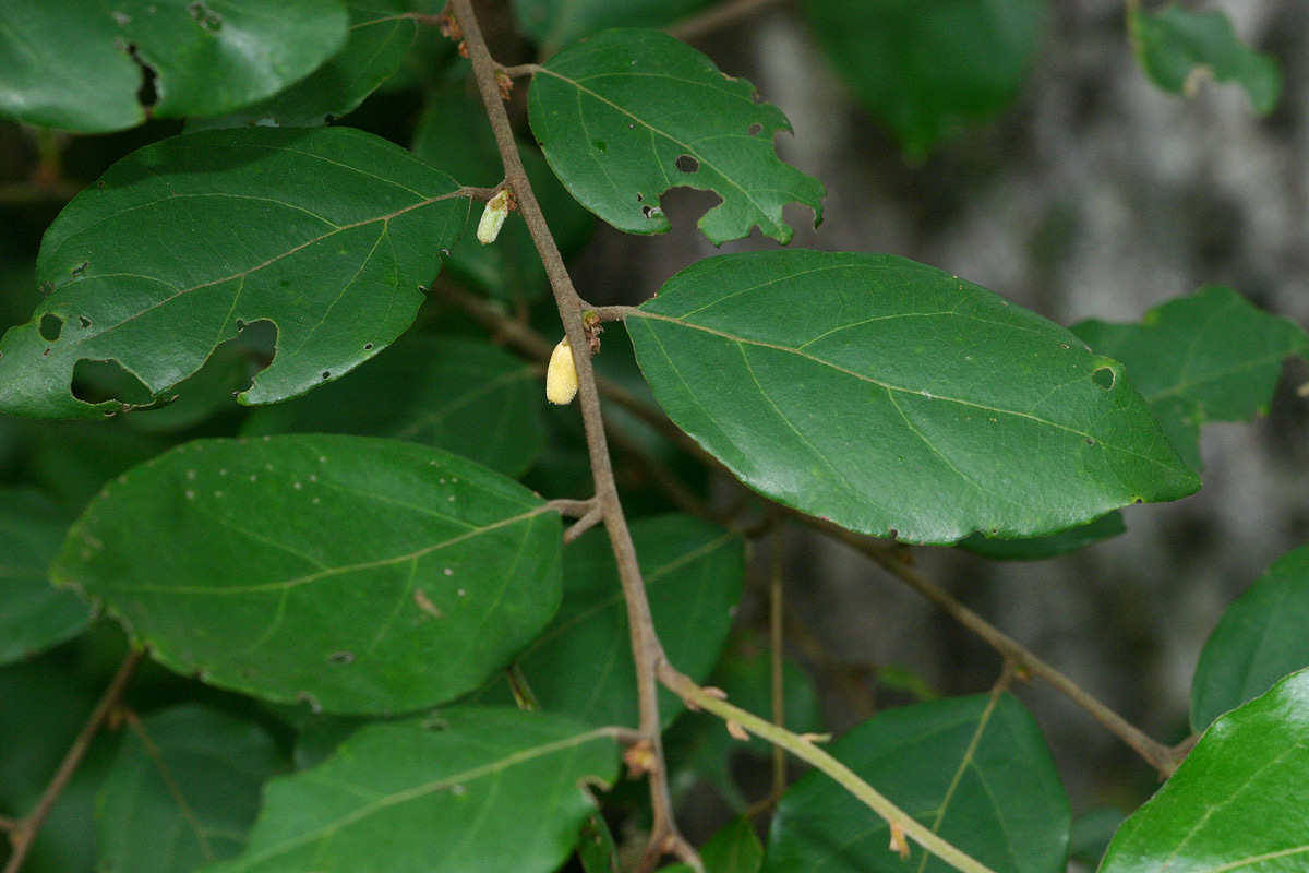Diospyros verrucosa Diospyros verrucosa