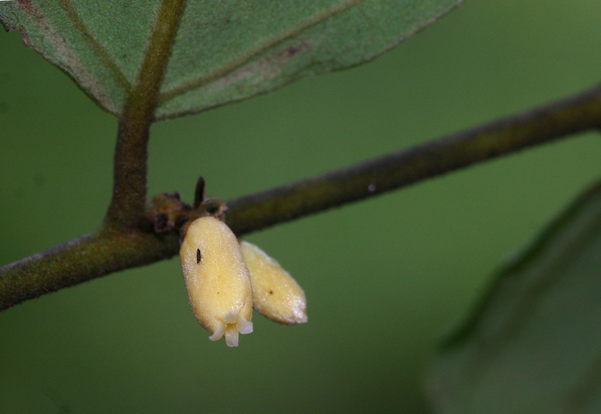 Diospyros verrucosa Diospyros verrucosa
