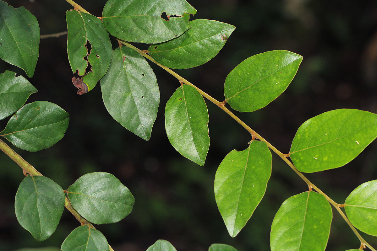 Diospyros verrucosa Diospyros verrucosa