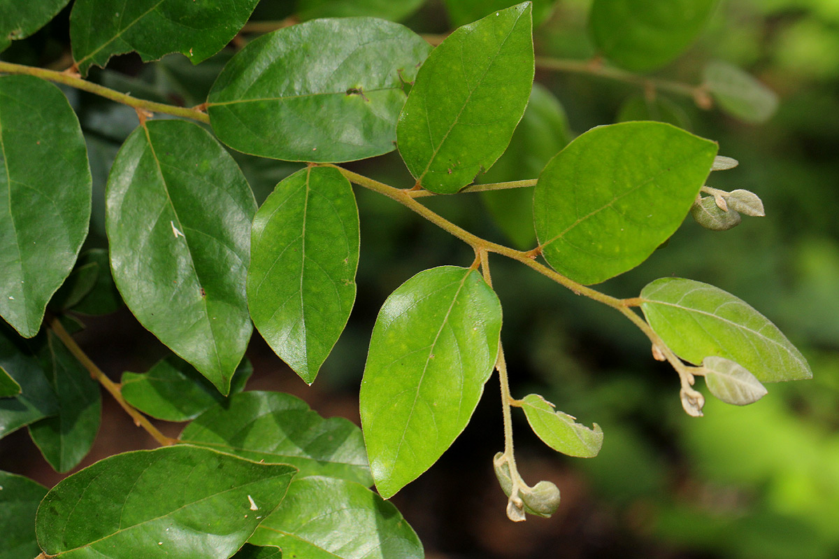 Diospyros verrucosa Diospyros verrucosa