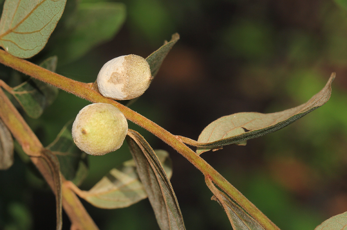 Diospyros verrucosa Diospyros verrucosa