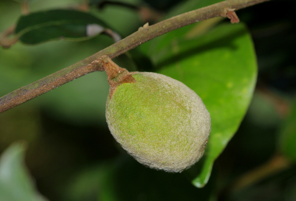 Diospyros verrucosa Diospyros verrucosa