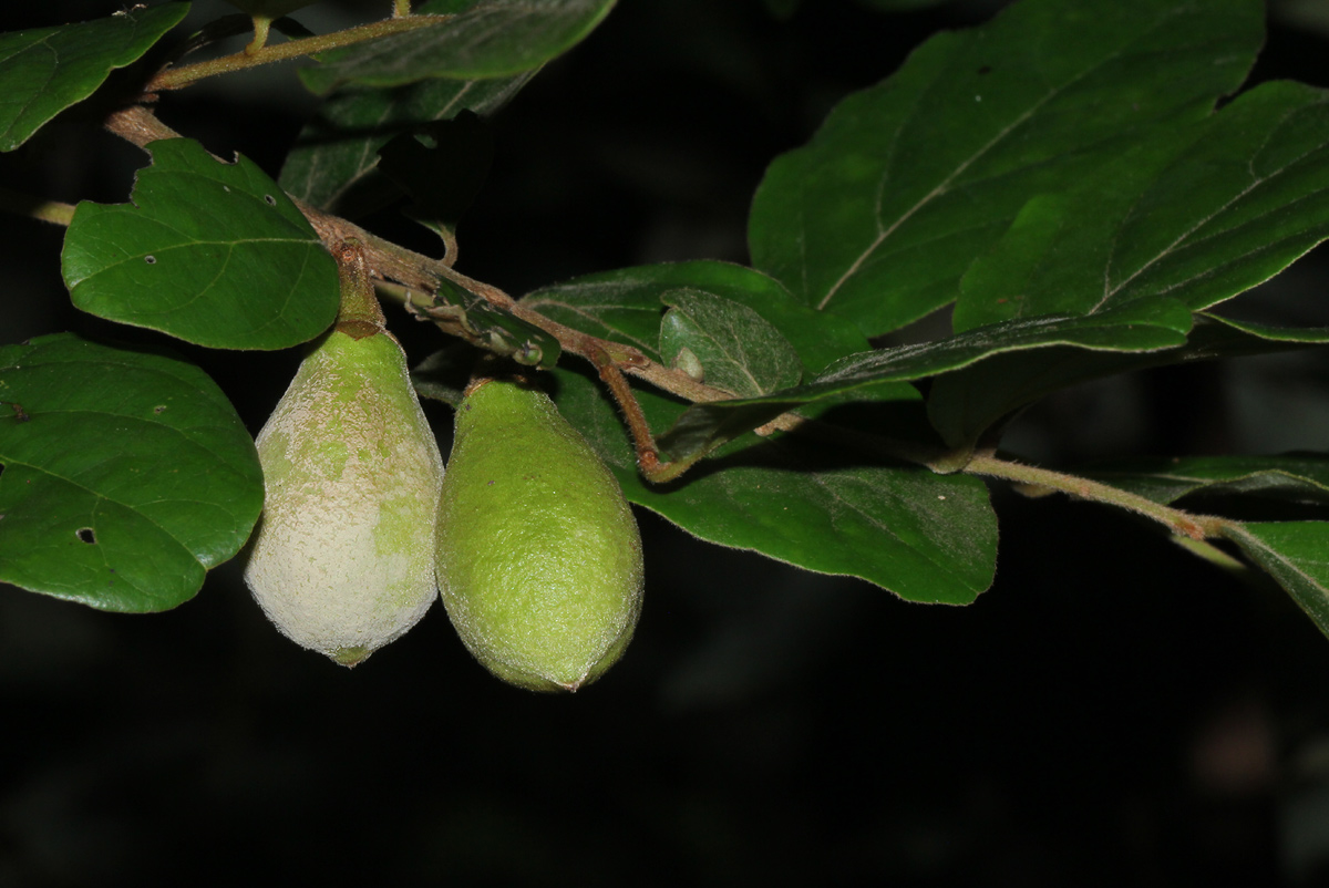 Diospyros verrucosa Diospyros verrucosa