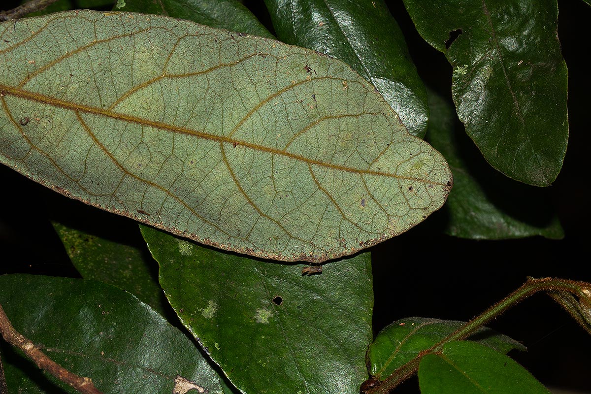 Monanthotaxis trichocarpa