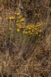 Helichrysum kirkii var. kirkii
