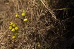 Helichrysum brassii