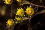 Helichrysum brassii