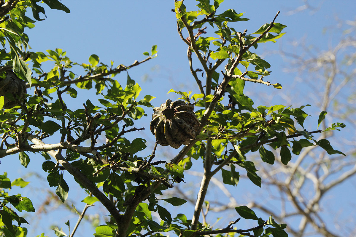 Gardenia volkensii subsp. volkensii var. volkensii Gardenia volkensii subsp. volkensii var. volkensii