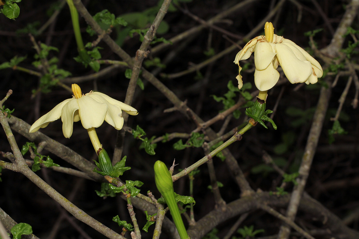 Gardenia volkensii subsp. volkensii var. volkensii