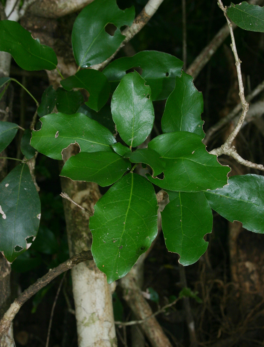 Cola mossambicensis