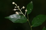 Rinorea angustifolia subsp. ardisiiflora
