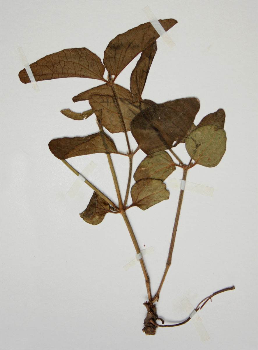 Thunbergia schimbensis