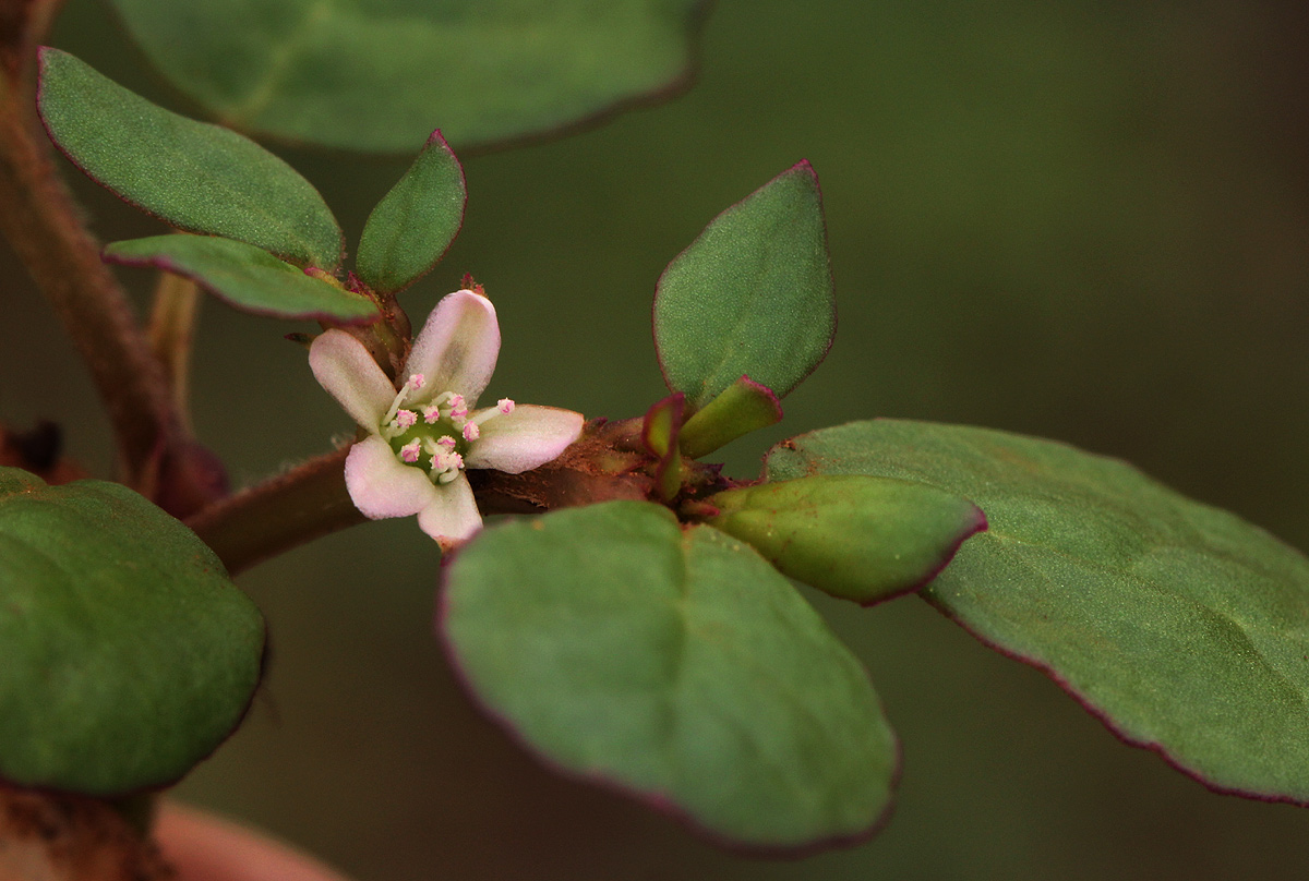 Trianthema portulacastrum