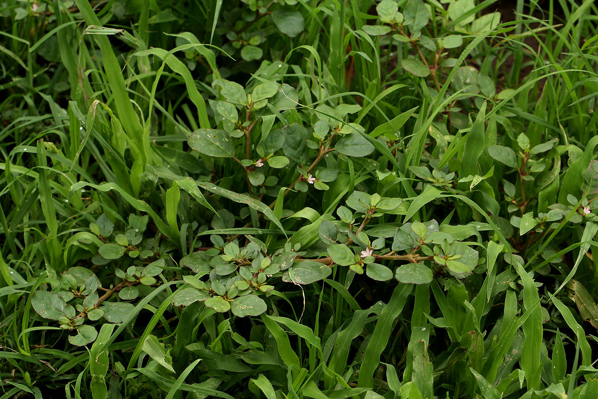 Trianthema portulacastrum