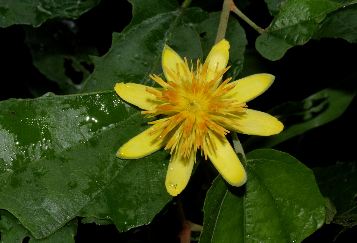 Glyphaea tomentosa Glyphaea tomentosa