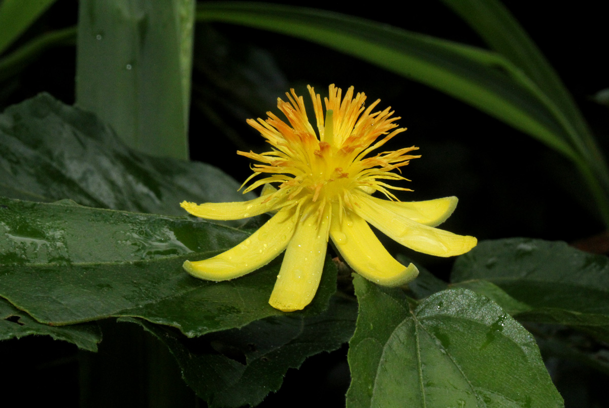 Glyphaea tomentosa Glyphaea tomentosa