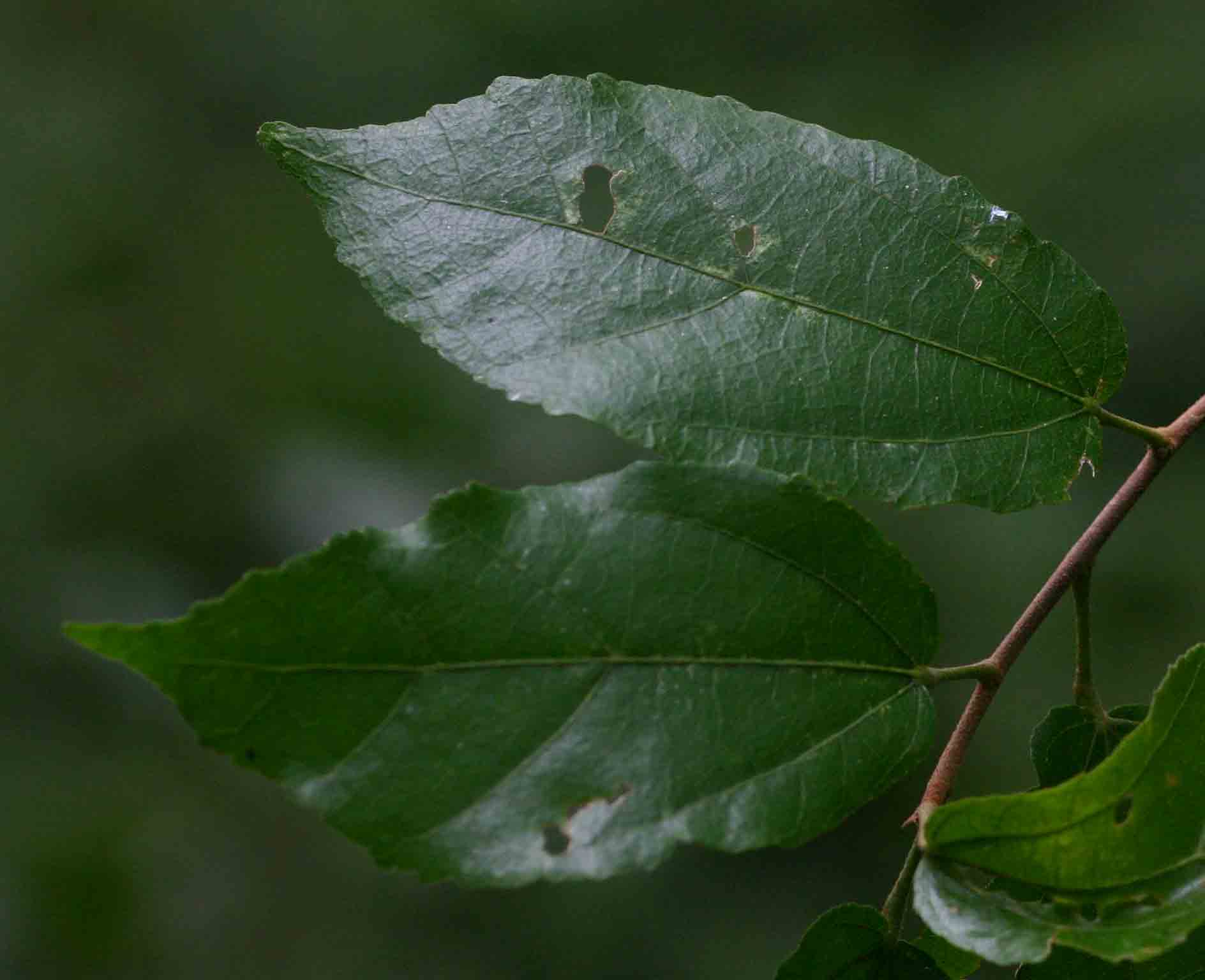 Glyphaea tomentosa Glyphaea tomentosa