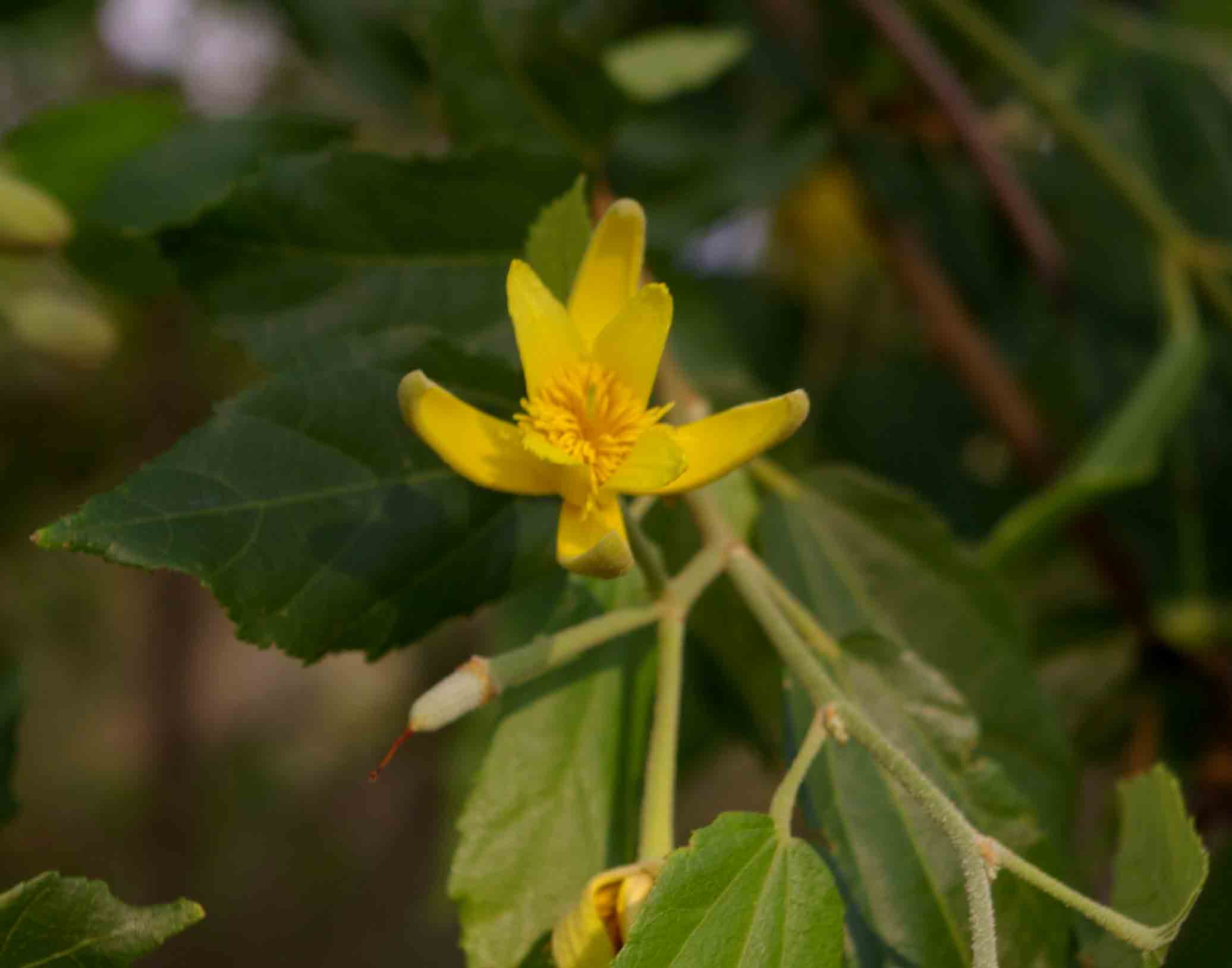 Glyphaea tomentosa Glyphaea tomentosa