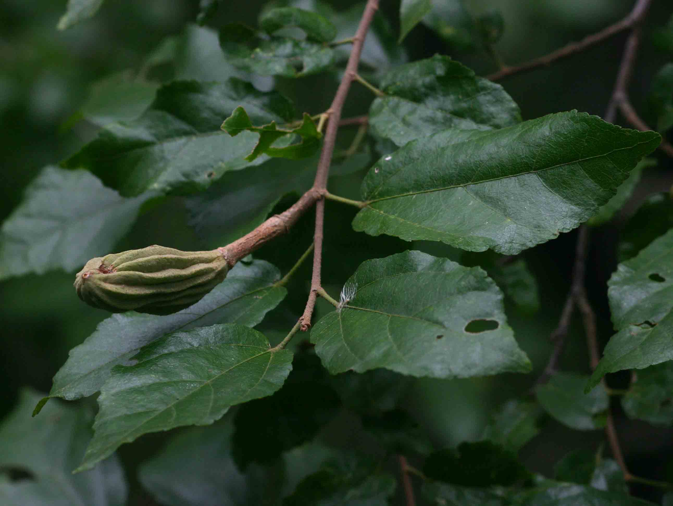 Glyphaea tomentosa Glyphaea tomentosa
