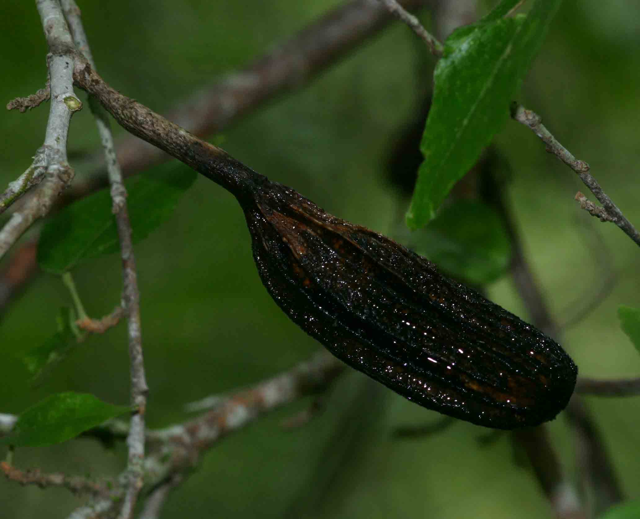 Glyphaea tomentosa Glyphaea tomentosa