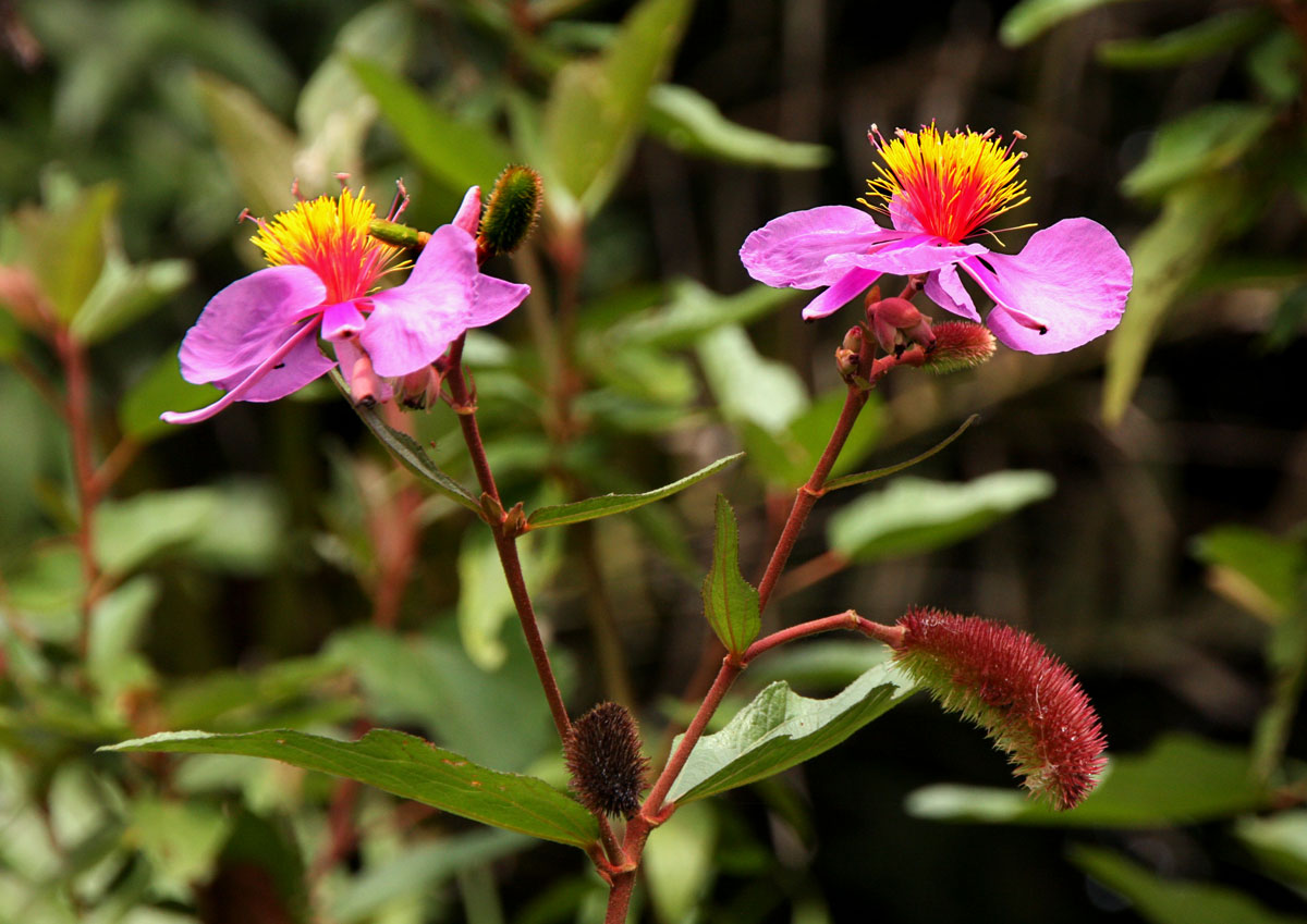 Clappertonia ficifolia Clappertonia ficifolia