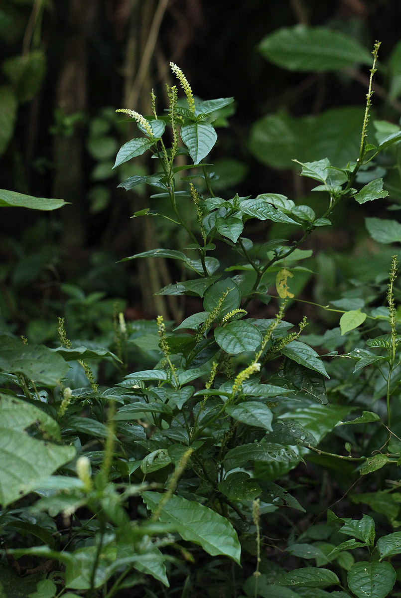 Hilleria latifolia