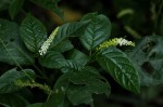 Hilleria latifolia