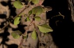 Lobelia trullifolia subsp. trullifolia
