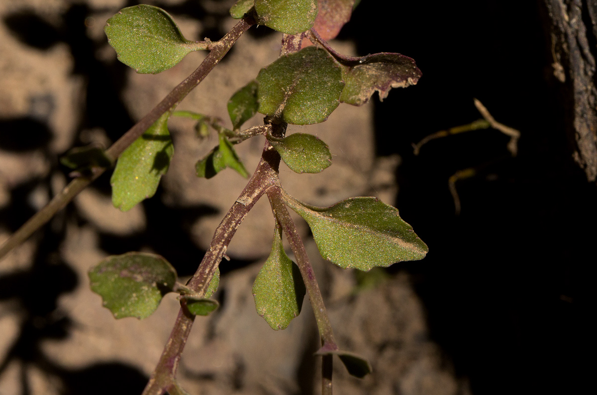 Lobelia trullifolia subsp. trullifolia