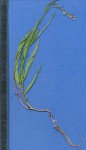 Lobelia caerulea var. macularis