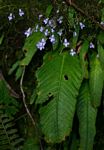 Streptocarpus brachynema